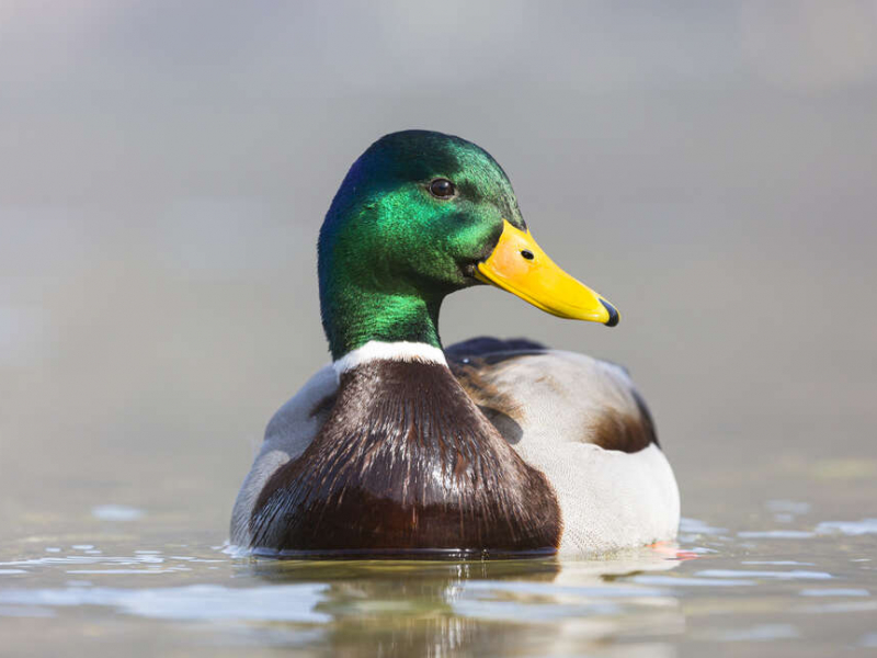 Mâle de canard colvert (Anas platyrhynchos). Crédit photo : Philippe Massit / OFB