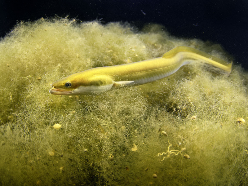 Anguille d’Europe (Anguilla anguilla) se déplaçant dans les algues en pleine nuit – estuaire de la Seudre – Charente-Maritime. Crédit photo : Bruno Guénard / Biosphoto 