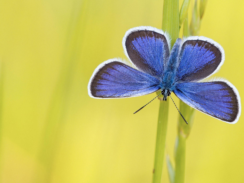 Argus bleu. Crédit photo : Stephen Dalton / imageBROKER / Biosphoto