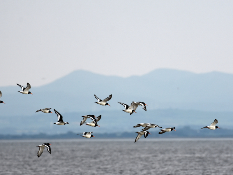 Huîtrier pie (Haematopus ostralegus). Crédit photo : Benjamin Guichard / OFB