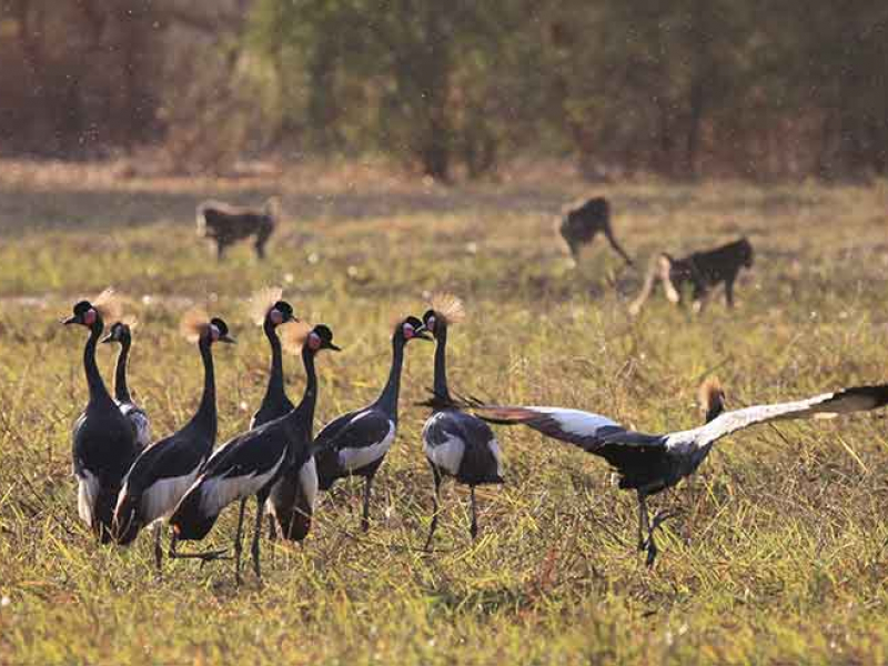 Grues couronnées Balearica pavonina dans le site Ramsar des Plaines d'inondation des Bahr Aouk et Salamat au Tchad – Parc National de Zakouma. Cette espèce est aujourd’hui considérée comme menacée à l’échelle mondiale par l’UICN. Crédit photo : Mondain-Monval – Defos du Rau / OFB.