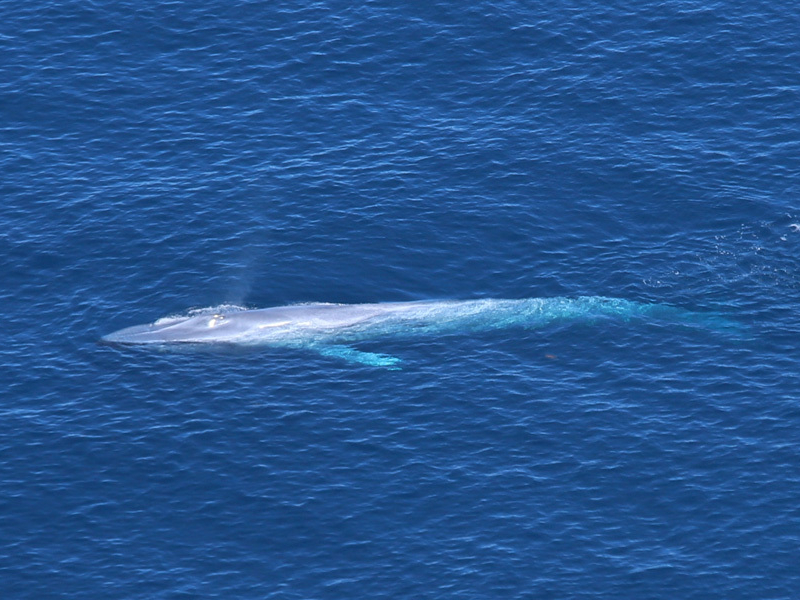 Baleine bleue (Balaenoptera musculus) observée le 23 juillet 2022 dans le golfe de Gascogne. Crédit photo : Ghislain Dorémus / Observatoire PELAGIS