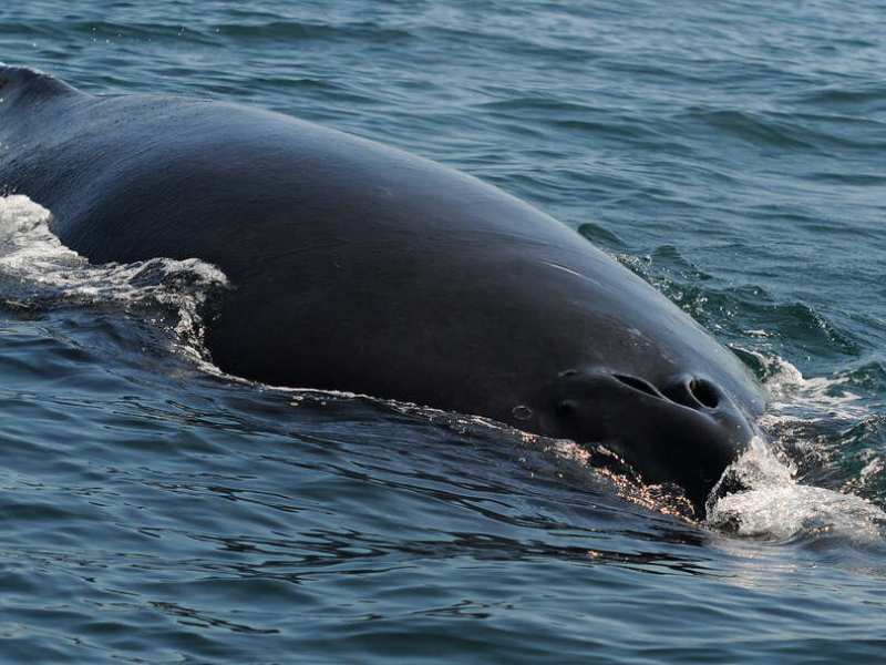 Dos d'une baleine à bosse (Megaptera novaeangliae), une espèce mondiale présente dans les eaux du Pacifique, Atlantique, hémisphère Sud et Antarctique. Crédit photo : Laurent Bouveret / OMMAG