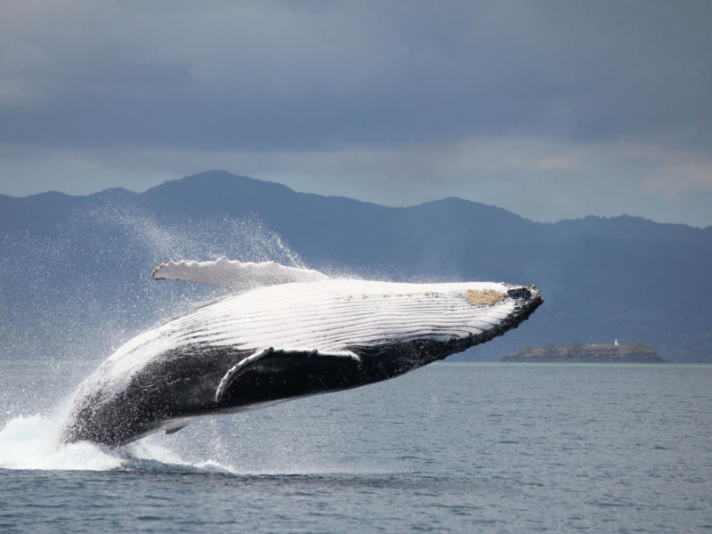 Une baleine à bosse (Megaptera novaeangliae) en plein saut. Crédit photo : Yannick Stephan / Mayotte Découverte