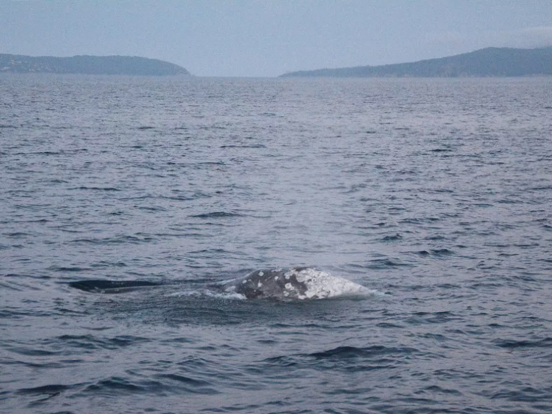 La baleine grise au large du cap Bénat. Crédit photo : Alexandre Gannier / Groupe de Recherche sur les Cétacés