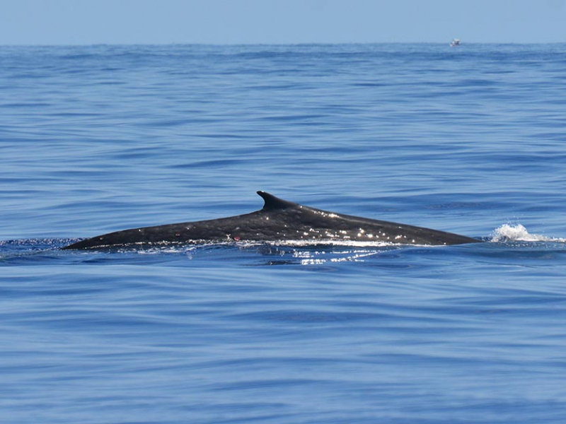Baleine bleue pygmée (Balaenoptera musculus brevicauda). Crédit photo : Violaine Dulau / Globice - OFB