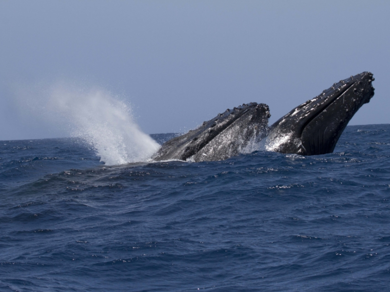 Un couple de baleines à bosse (Megaptera novoeangliae) en plein saut. Crédit photo : Yannick Stephan / Mayotte Découverte