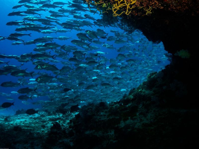 Banc de poissons carangues sur les récifs de l'archipel des Glorieuses. Crédit photo : Sébastien Quaglietti / OFB