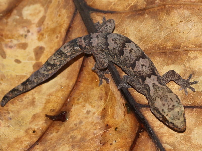 Bavayia des forêts sèches (Bavayia exsuccida). Crédit photo : Thomas Duval