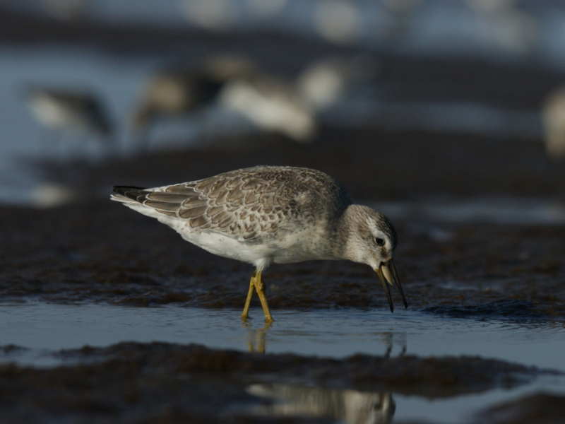 Le bécasseau maubèche (Calidris canutus) glane la nourriture en enfonçant son bec dans le sol. Crédit photo : Anthony Sturbois