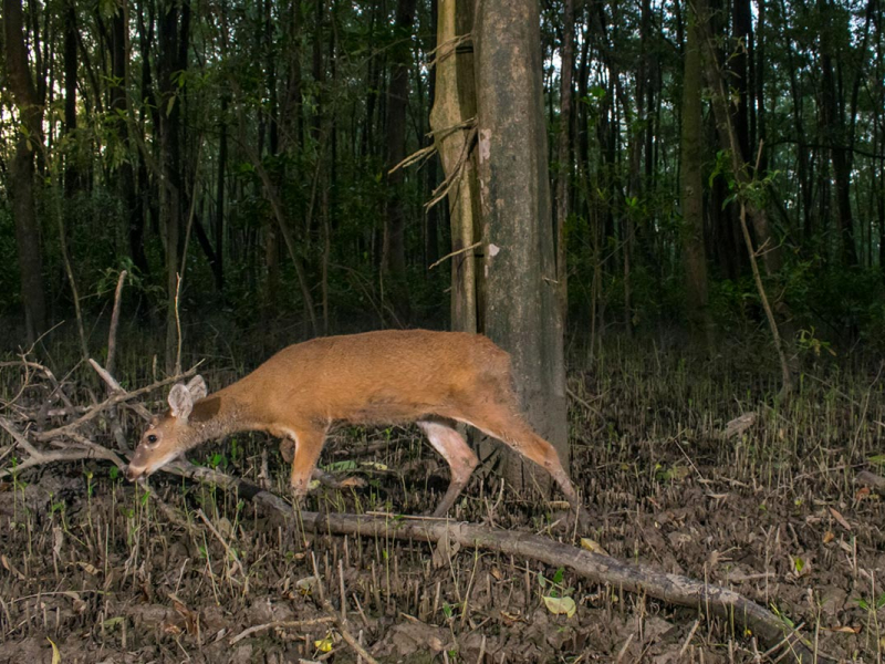 Biche des palétuviers (Odocoileus cariacou). Crédit photo : Hadrien Lalagüe / OFB