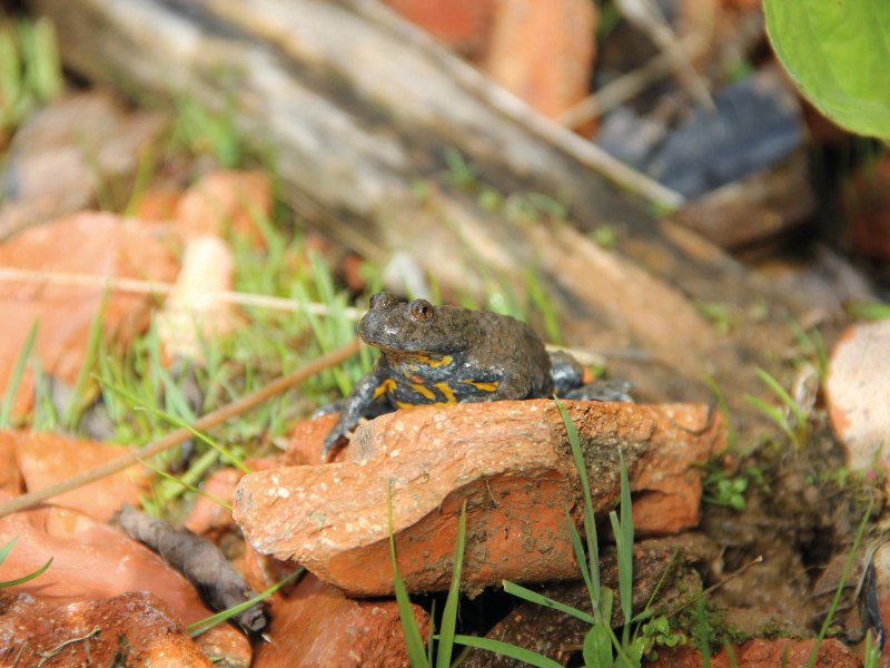 Sonneur à ventre jaune (Bombina variegata ). Crédit photo : C. Devilleger