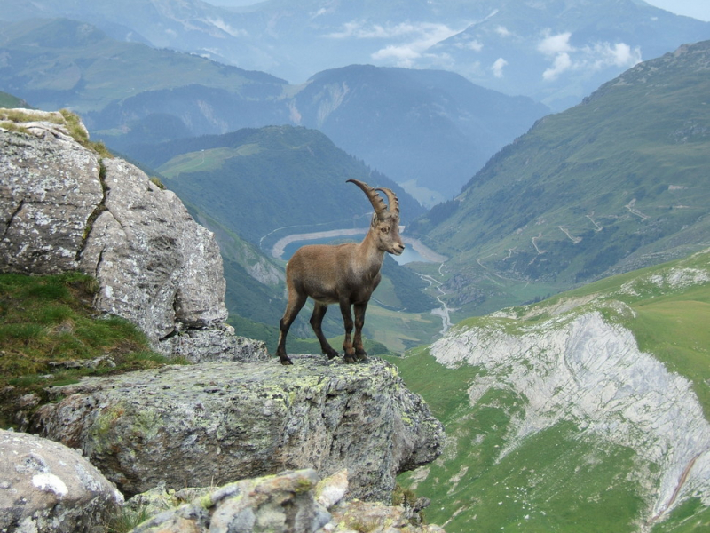 Le bouquetin est un animal très à l'aise sur les rochers grâce à ses sabots adhérents. Crédit photo : Bertrand Muffat Joly / OFB