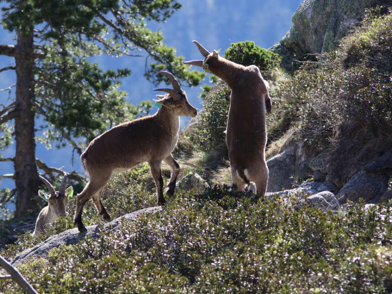 Bouquetins des pyrénées. Crédit photo : Alexandre Garnier / Parc national des Pyrénées