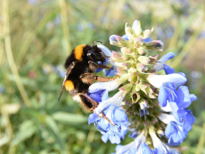 Bourdon terrestre (Bombus terrestris) pollinisant une fleur. Crédit photo : Benjamin Guichard / OFB