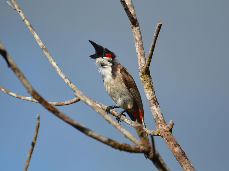 Bulbul orphée. Crédit photo : Jean-François Cornuaille