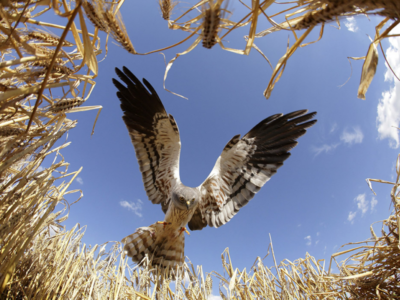 Busard cendré (Circus pygargus) mâle en approche pour se poser au nid, dans un champ d'orge d'hiver. Crédit photo : Rémy Courseaux & James Baudrillard / Biosphoto