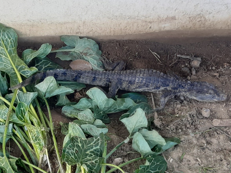 Caïman nain de cuvier découvert par les inspecteurs de l’environnement. Crédit photo : Office français de la biodiversité
