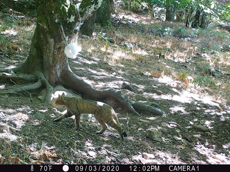 Chat forestier d'Europe. Crédit photo : OFB