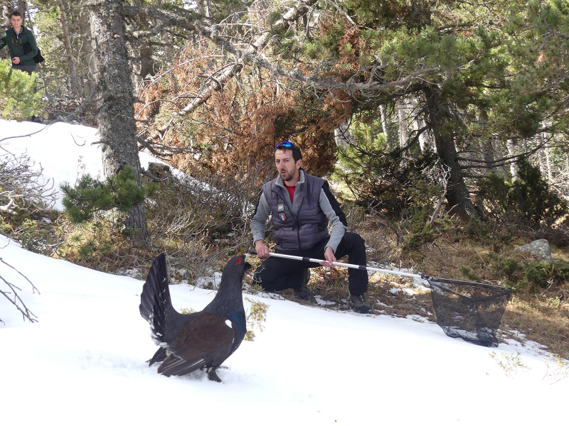 Opération de capture du coq Grand Tétras à Matemale. Crédit photo : Jérôme Aspirot