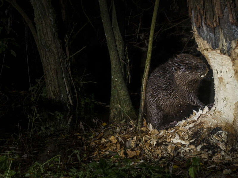 Castor d'Europe (Castor fiber) photographié de nuit, en cours d'abattage d'un arbre. Crédit photo : Philippe Massit / OFB