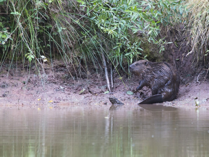 Le castor européen (Castor fiber) est un mammifère vivant en milieu aquatique. Il a développé des aptitudes particulières pour évoluer et vivre dans ce milieu: le déplacement à la nage est l'une de ses aptitudes.  Crédit : Philippe Massit