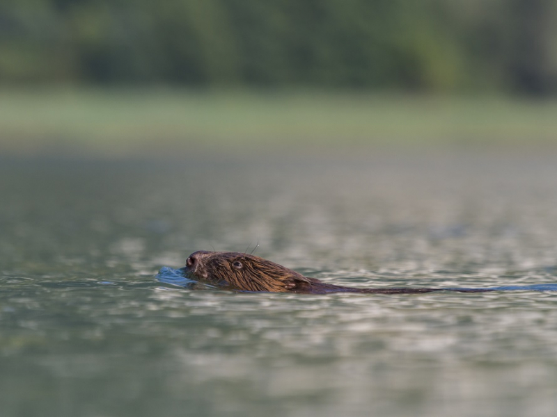 Le castor européen (Castor fiber) est un mammifère vivant en milieu aquatique. Il a développé des aptitudes particulières pour évoluer et vivre dans ce milieu: le déplacement à la nage est l'une de ses aptitudes. Crédits : Philippe Massit