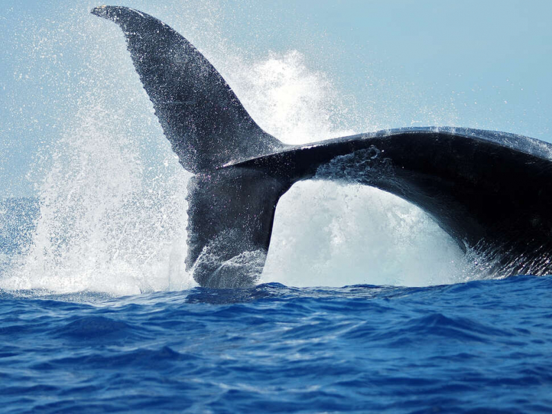 Frappé de caudale de baleine à bosse (Megaptera novaeangliae). Crédit photo : Dany Moussa / Mon école - ma baleine