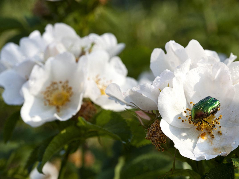Cétoine doré dans une Rose blanche. Crédit photo : Michel Gunther / Biosphoto