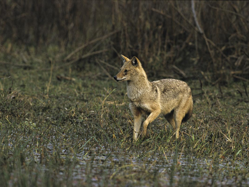 Chacal doré. Crédit photo : Emile Barbelette / Biosphoto