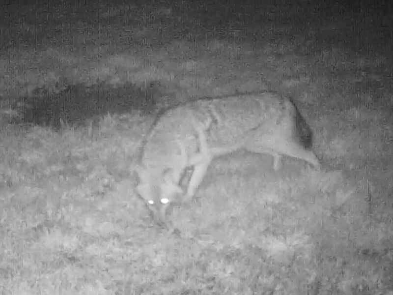 Chacal doré (Canis aureus). Crédit photo : Piégeur agréé