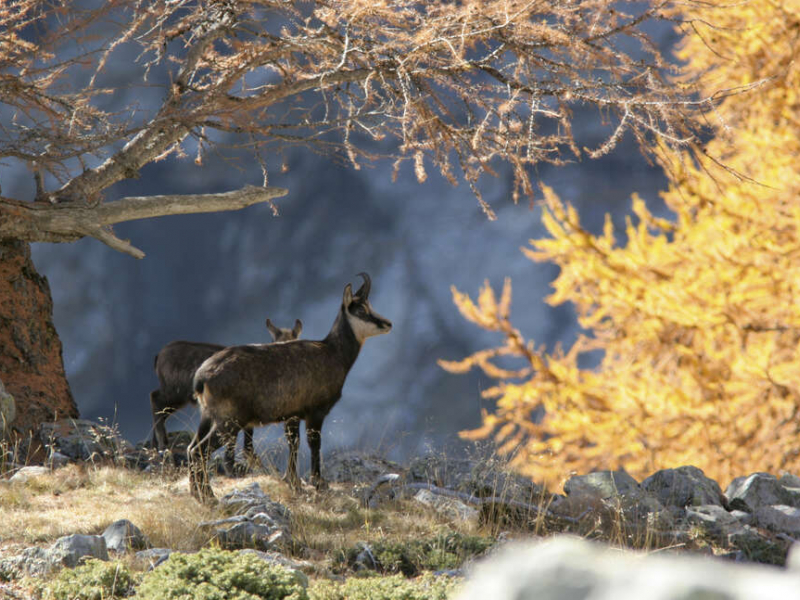 Chamois (Rupicapra rupicapra) en automne dans le Parc national des Ecrins. Crédit photo : Robert Chevalier / Parc national des Écrins