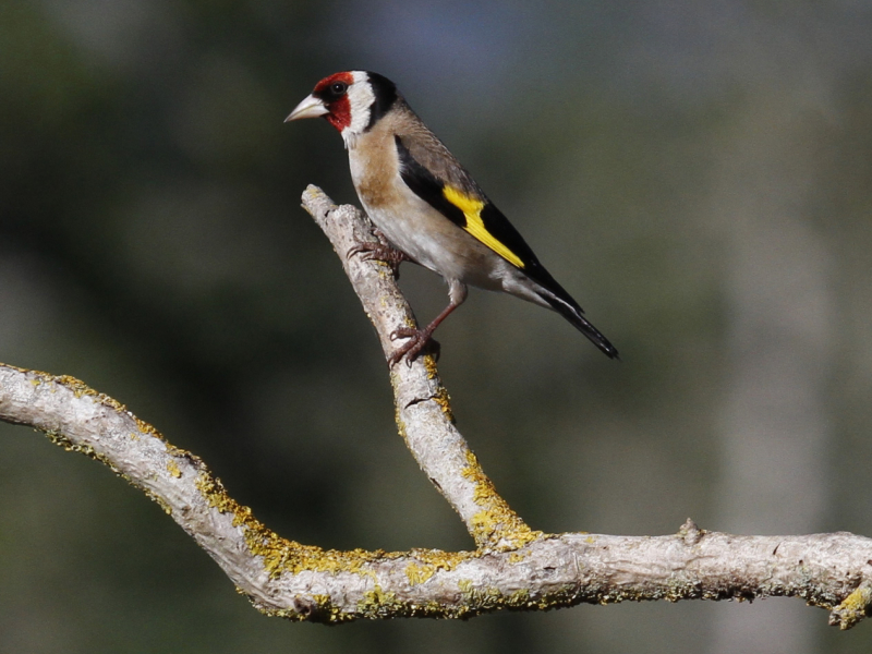 Chardonneret élégant (Carduelis carduelis). Crédit photo : Franck Fetzner / OFB