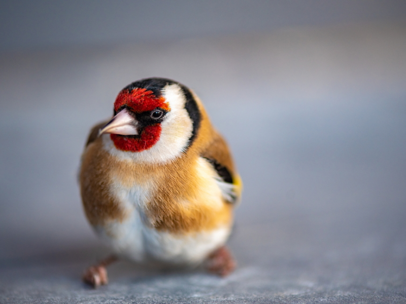 Chardonneret élégant (Carduelis carduelis). Crédit photo : Séverine Bignon / OFB