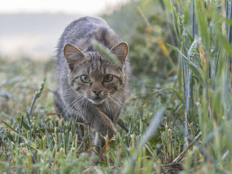 Chat Sauvage (Felis silvestris silverstris). Crédit photo : Philippe Massit / OFB