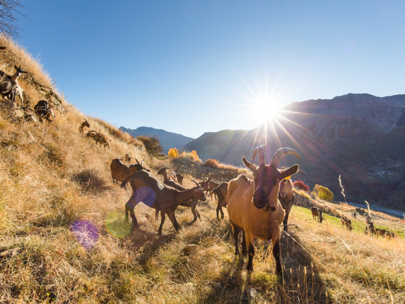 Les chèvres de la Ferme des Cabrioles. Crédit photo : Fabien Thibault / Parc national des Ecrins
