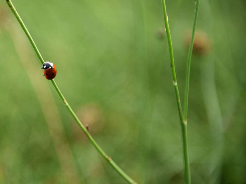 Coccinelle sur un brin d'herbe. Crédit photo : Julie Gourvès / OFB