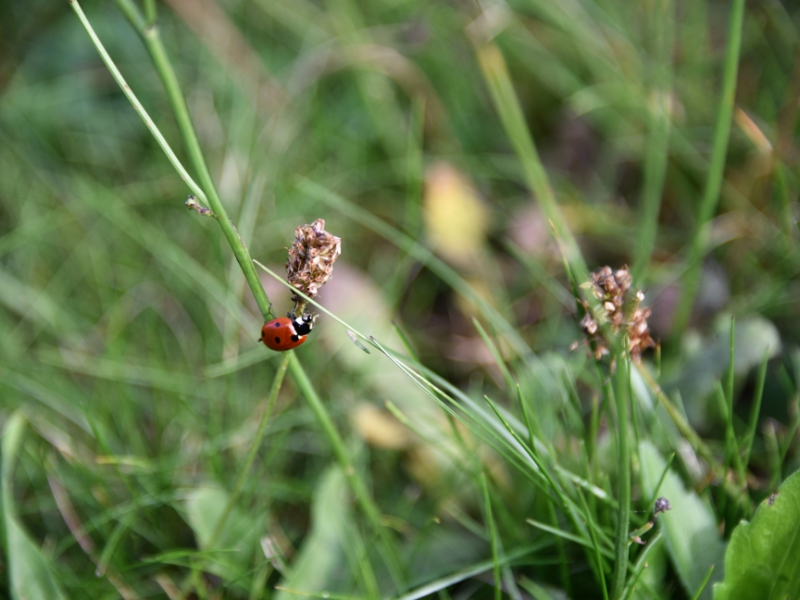 Une coccinelle sur un brin d'herbe. Crédit photo : Julie Gourvès