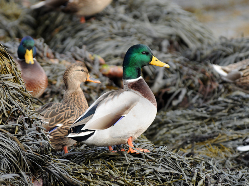 Canard colvert (Anas platyrhynchos). Crédit photo : Benoît Dumeau / OFB