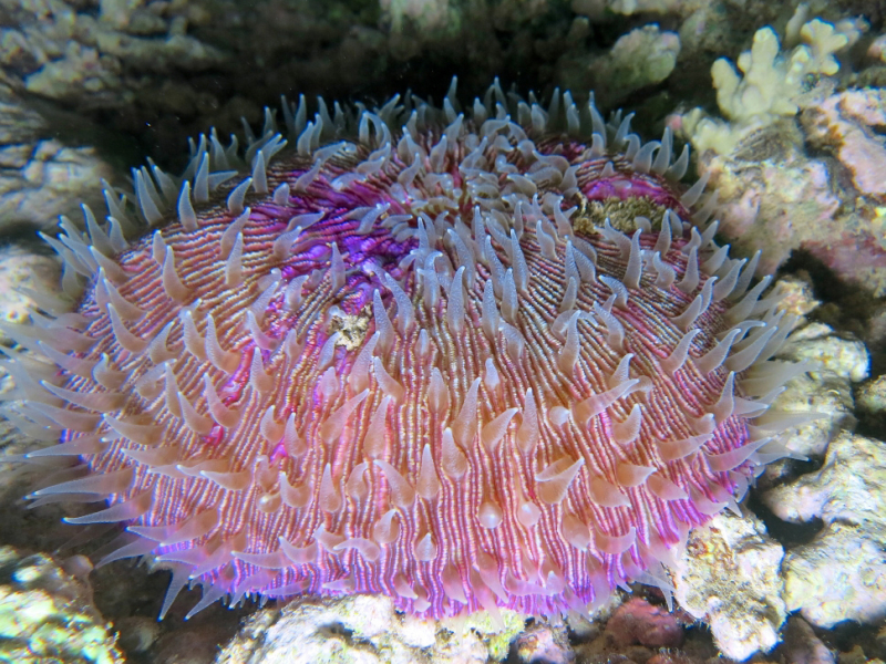 Corail champignon (Fungia sp.) sur le récif. Ces coraux s'implantent indifféremment sur le sable ou sur les roches coralliennes dures. Crédit photo : Yannick Stephan / Mayotte Découverte