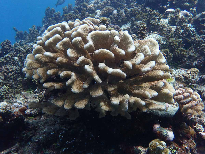 Corail et Turbinaria ornata. Crédit photo : Meherio Bionaz