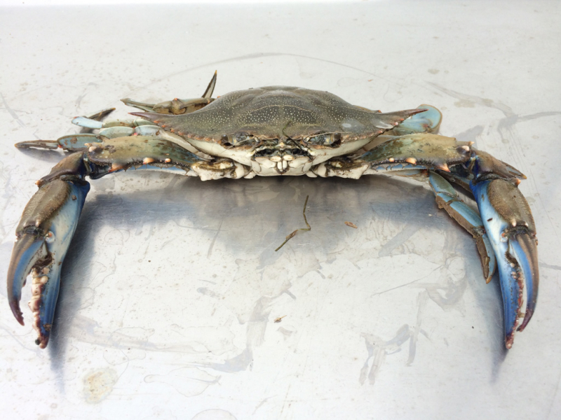Crabe bleu (Callinectes sapidus). Crédit photo : Thierry Auga-Bascou / OFB