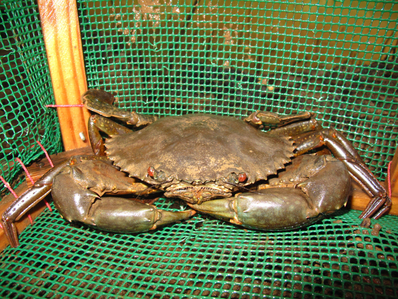 Crabe de mangrove. Crédit photo : Alexandra Gigou / OFB