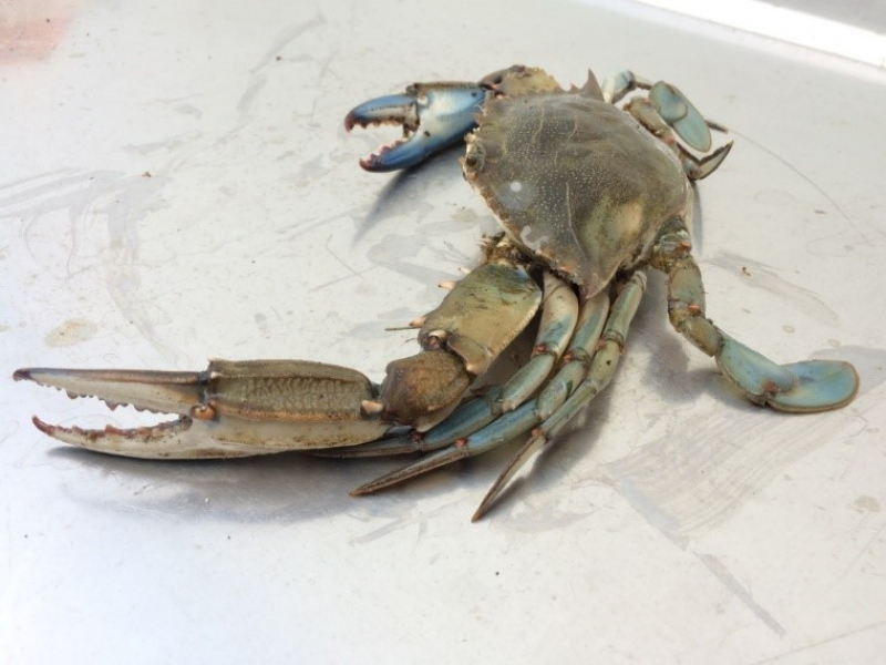 Crabe bleu (Callinectes sapidus). Crédit photo : Thierry Auga-Bascou / OFB