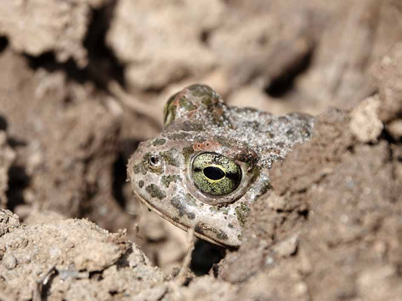 Crapaud vert (Bufotes viridis). Crédit photo : S. Wroza