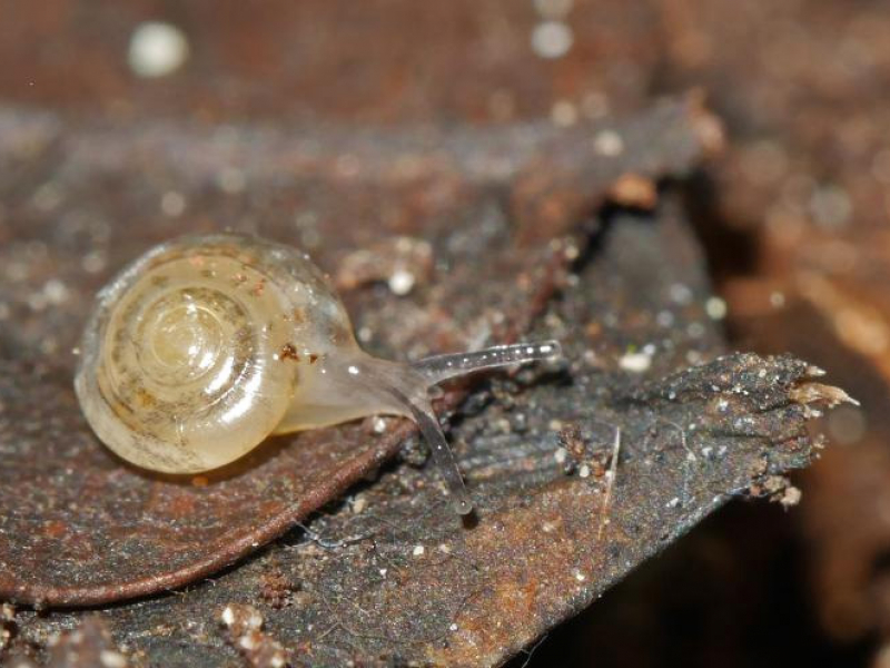 Cristalline des Alpes-Maritimes (Vitrea pseudotrolli), une espèce "en danger". Crédit photo : Olivier Gargominy
