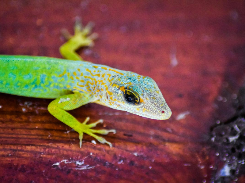 Ctenonotus marmoratus. Crédit photo : Manon Ghislain / MNHN