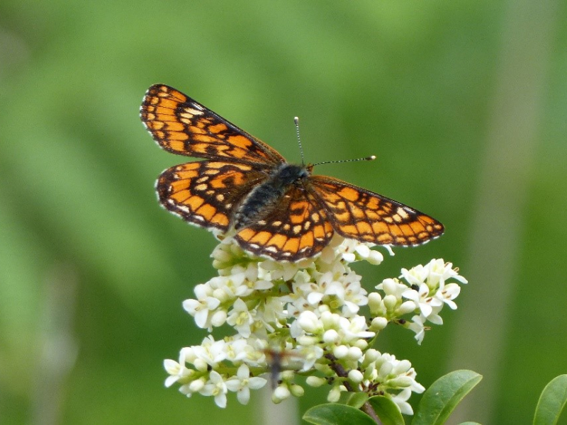 Damier du frêne (Euphydryas maturna). Crédit photo : SIGFRA