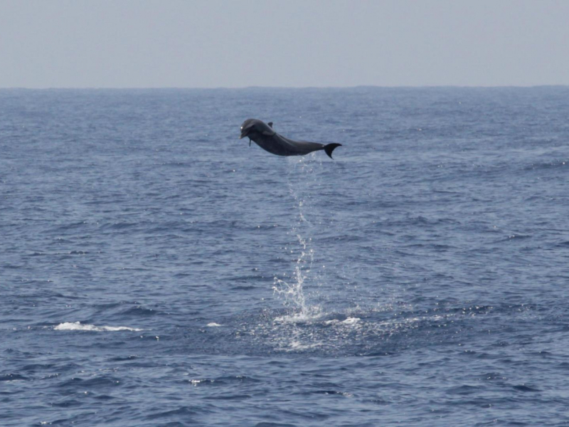 Saut d'un dauphin tacheté pantropical. Crédit photo : Jérôme Couvat / OFB