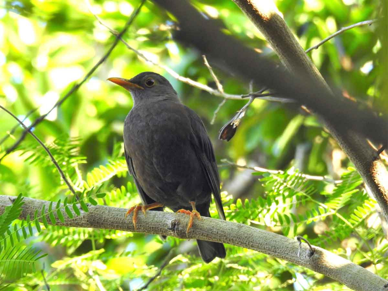 Merle des îles calédonien (Turdus poliocephalus xanthopus). Crédit photo : David Ugolini / SCO